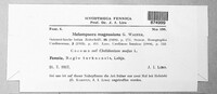 Melampsora magnusiana image